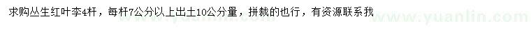 求購10公分叢生紅葉李