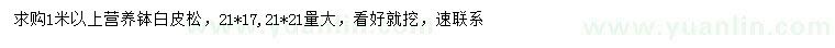 求購1米以上白皮松