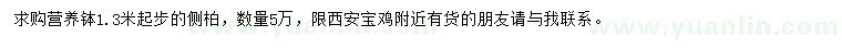 求購1.3米起步側(cè)柏