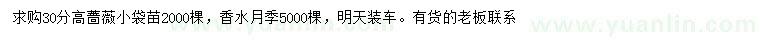 求購高30公分薔薇、香水月季