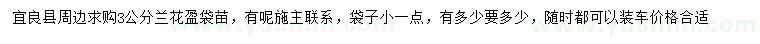 求購3公分蘭花盈