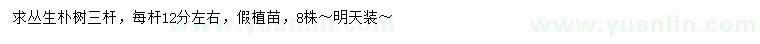 求購叢生樸樹