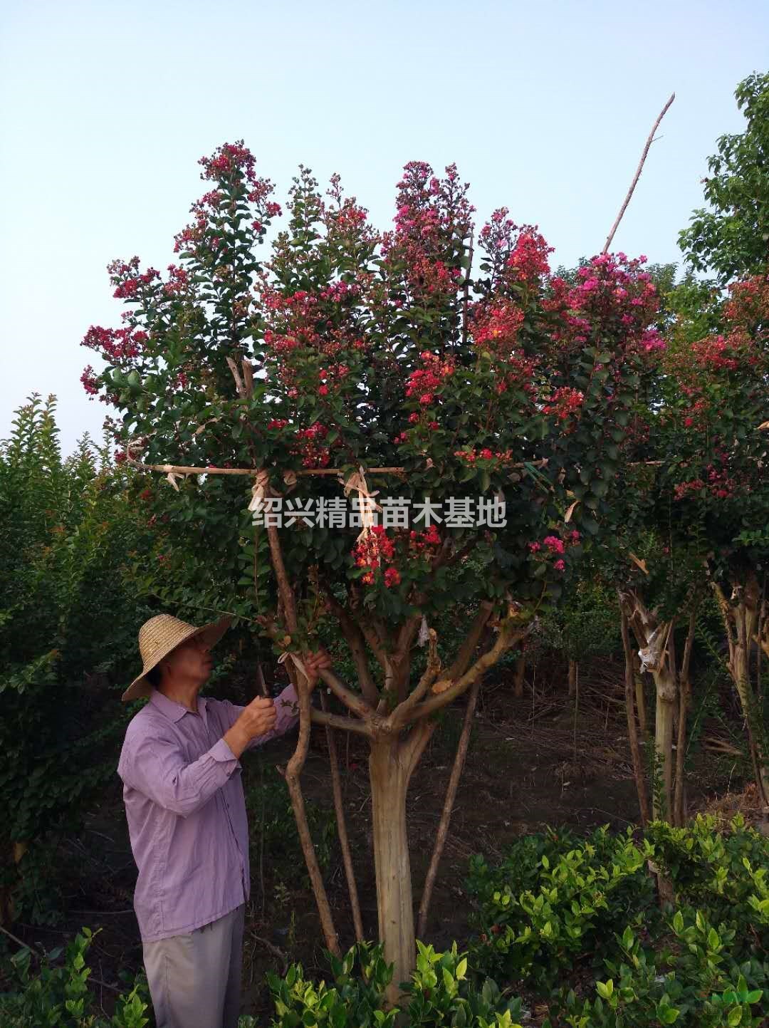 浙江紅花紫薇5哪里好/哪家便宜