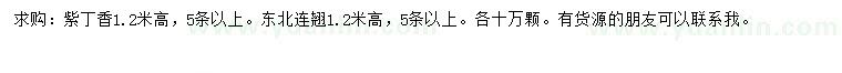 求購(gòu)高1.2米紫丁香、東北連翹