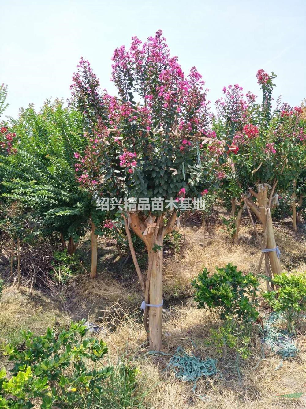 浙江[產(chǎn)品]/浙江紅花紫薇13價(jià)格/報(bào)價(jià)