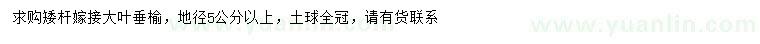 求購地徑5公分以上大葉垂榆