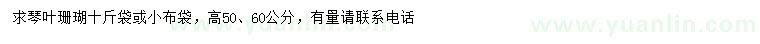 求購高50、60公分琴葉珊瑚