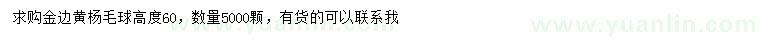 求購高60公分金邊黃楊毛球