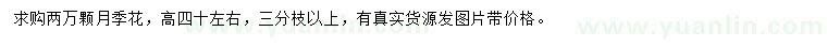 求購高40公分左右月季花