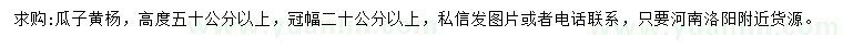 求購高50公分以上瓜子黃楊