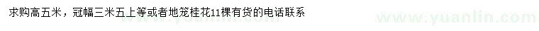 求購高5米地籠桂花