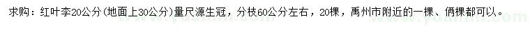 求購30公分量20公分紅葉李
