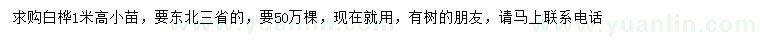 求購高1米白樺