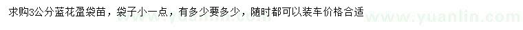 求購3公分分藍(lán)花盈