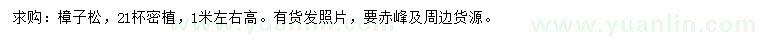 求購高1米左右樟子松