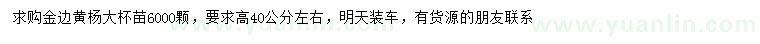 求購高40公分左右金邊黃楊