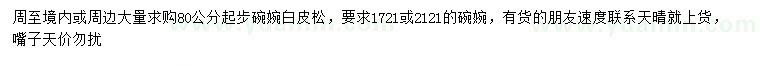 求購80公分起步白皮松