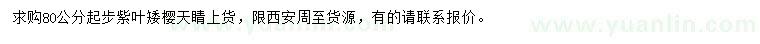 求購(gòu)80公分起步紫葉矮櫻