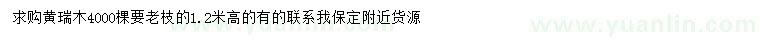 求購高1.2米黃瑞木