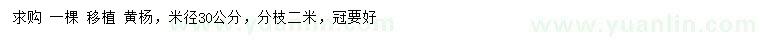 求購米徑30公分黃楊