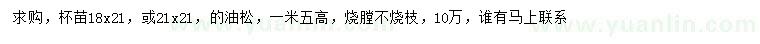 求購高1.5米油松