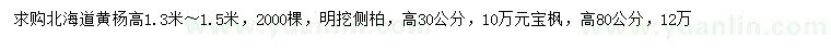 求購 高1.3-1.5米北海道黃楊、高30、80公分元寶楓