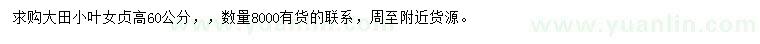 求購高60公分大田小葉女貞