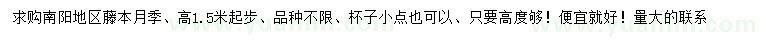 求購高1.5米起步藤本月季