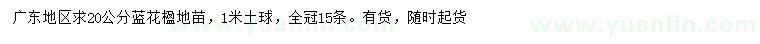 求購20公分藍(lán)花楹