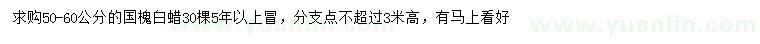 求購50-60公分國槐、白蠟