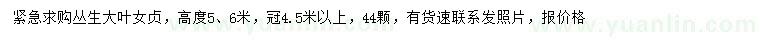 求購高5、6米叢生大葉女貞