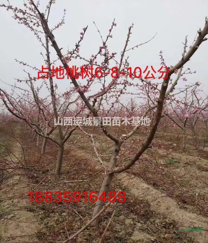 桃樹產地報價·油桃樹8公分·油桃樹10公分報價詳情