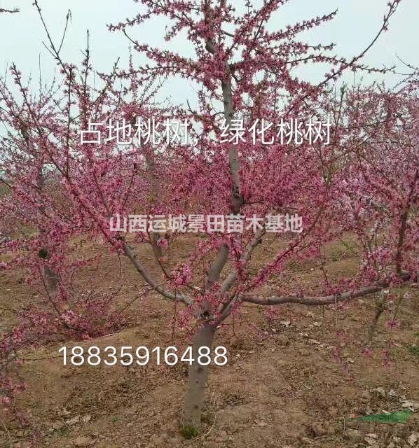 桃樹產地報價·油桃樹8公分·油桃樹10公分報價詳情