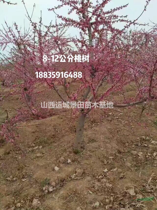 山西運城桃樹占地價錢·8公分10公分12公分15公分占地桃樹