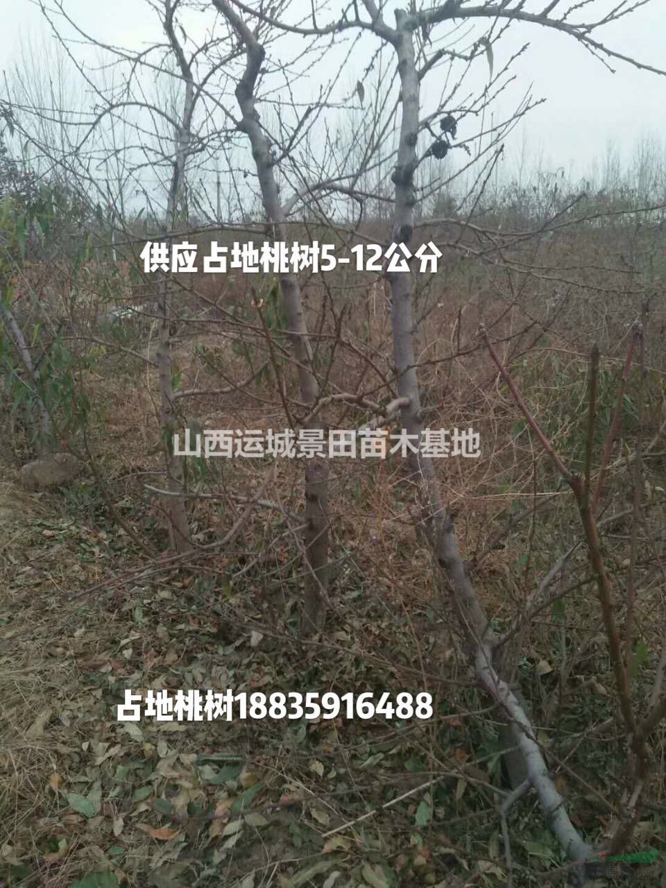 山西運城桃樹占地價錢·8公分10公分12公分15公分占地桃樹