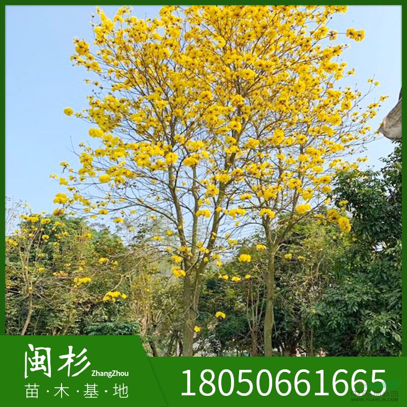 多花 {少花} 黃花風(fēng)鈴木  多種規(guī)格大量供應(yīng)