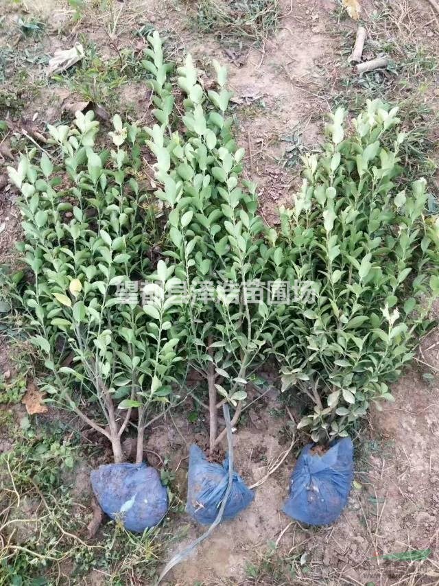 衛(wèi)矛70公分價(jià)格出售70公分衛(wèi)矛價(jià)格走勢(shì)圖河北衛(wèi)矛70公分