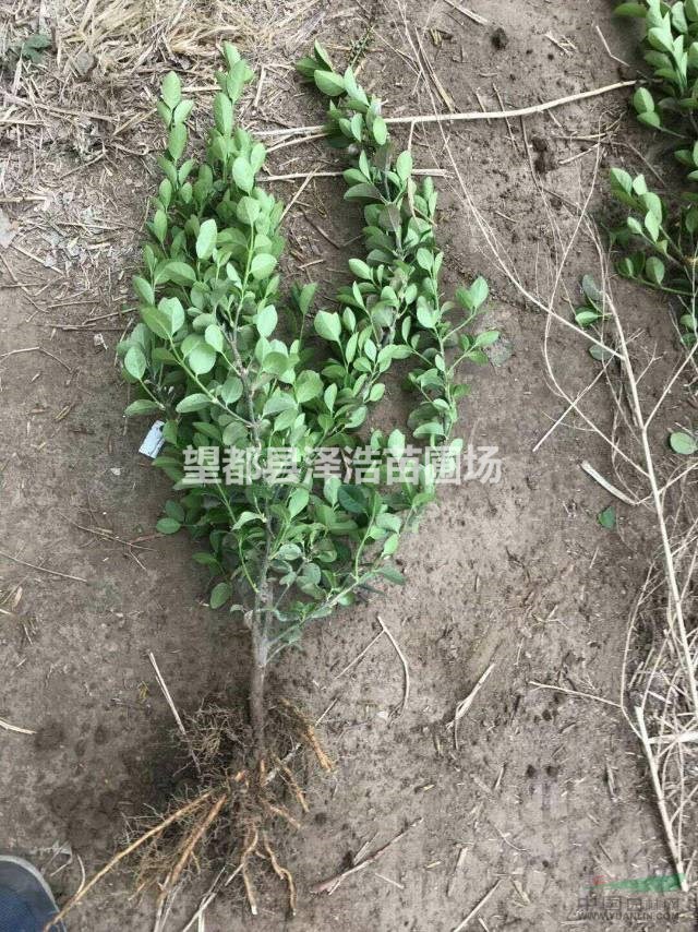 衛(wèi)矛70公分價(jià)格出售70公分衛(wèi)矛價(jià)格走勢(shì)圖河北衛(wèi)矛70公分