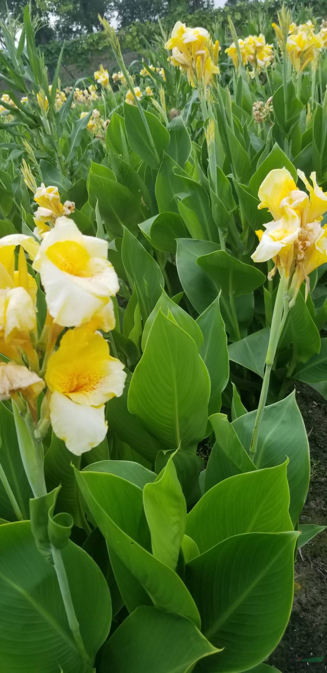 水生植物水生美人蕉，花葉美人蕉，紅花美人蕉，黃花美人蕉供應(yīng)