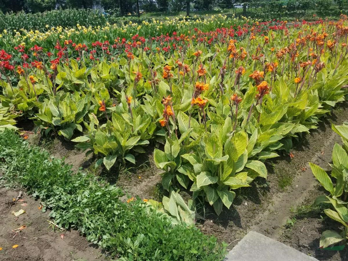 水生植物水生美人蕉，花叶美人蕉，红花美人蕉，黄花美人蕉供应