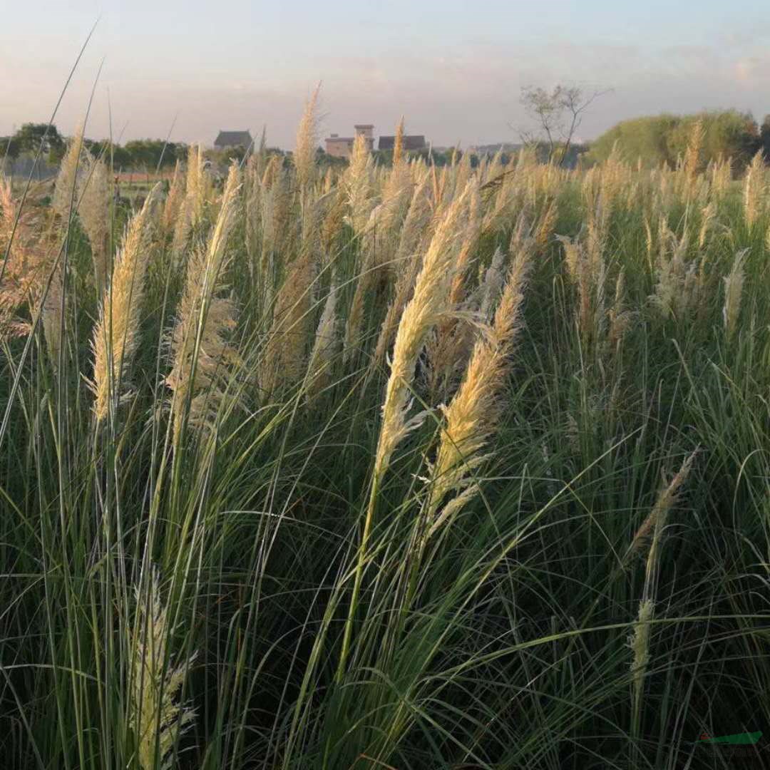 觀賞草蒲葦矮蒲葦銷售