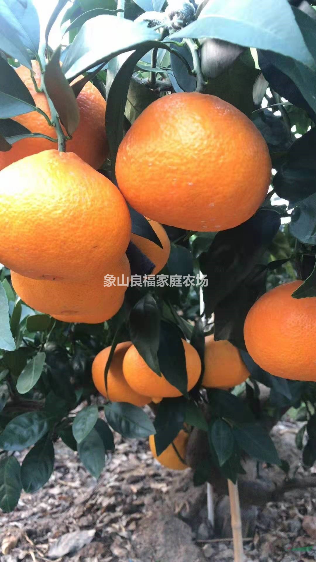 优质甘平柑橘苗，一年生爱媛34号桔子树苗