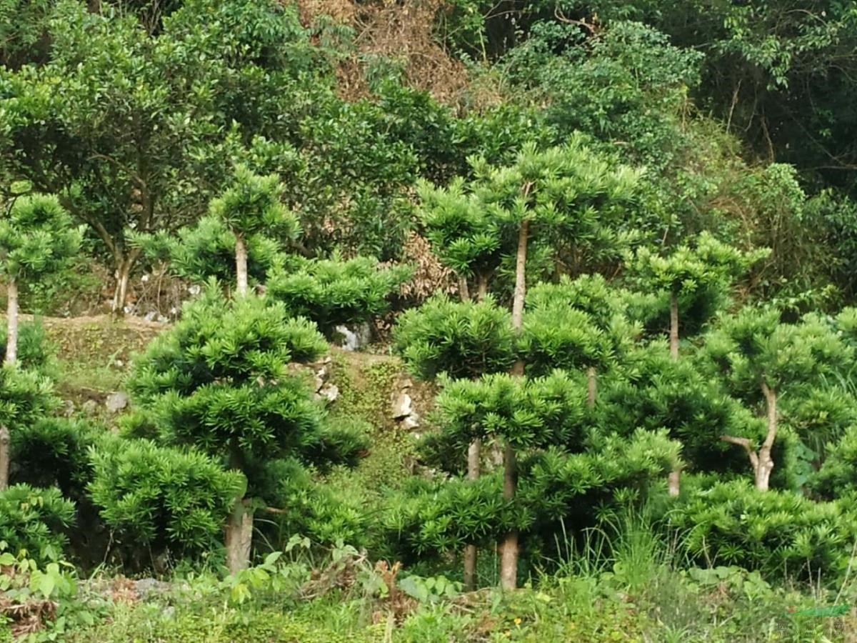 造型羅漢松