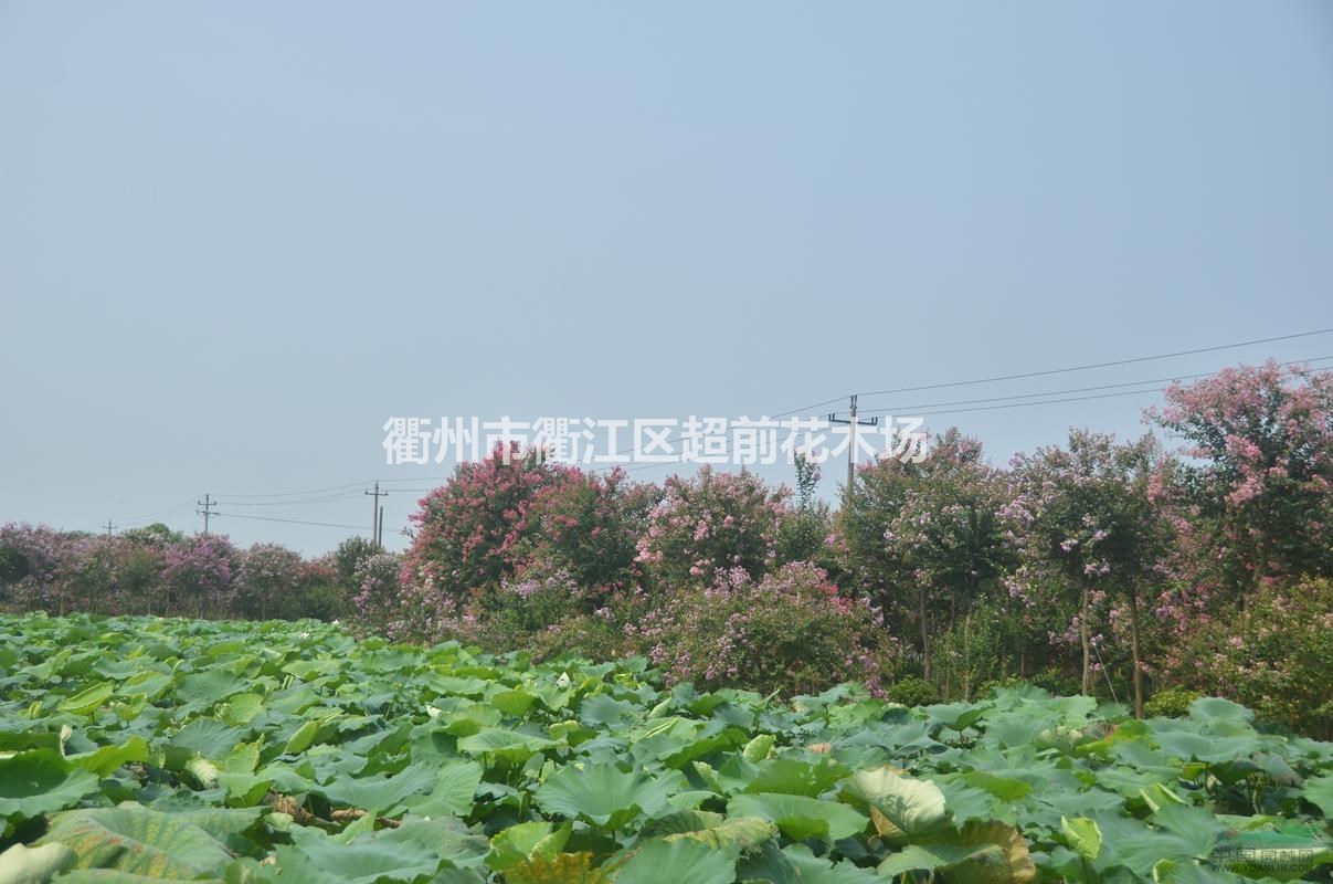 浙江衢州龍游高桿紫薇基地 高桿紫薇供應 高桿紫薇價格行情