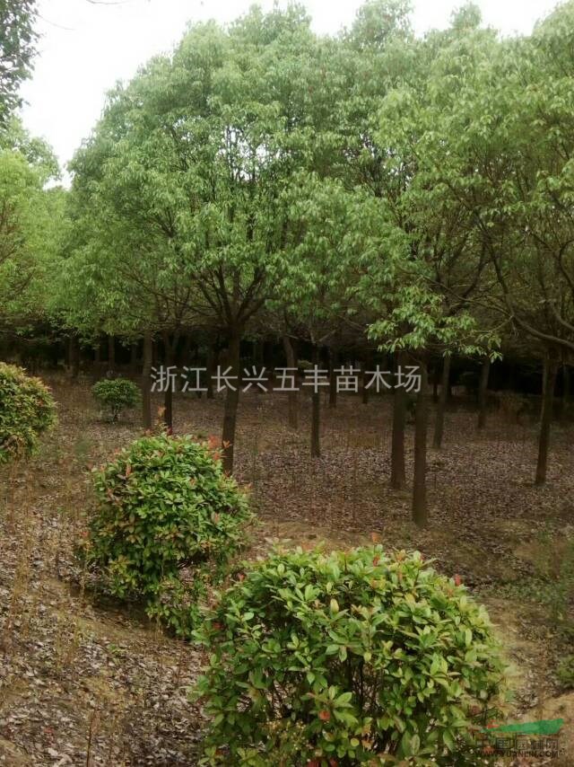 假植香樟樹