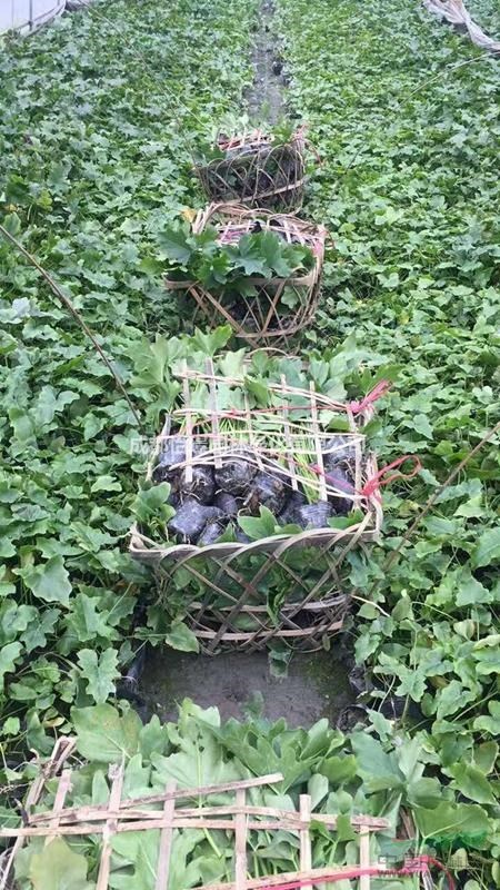 40-60cm春羽最新報(bào)價(jià)  春羽大棚種植  價(jià)格實(shí)惠