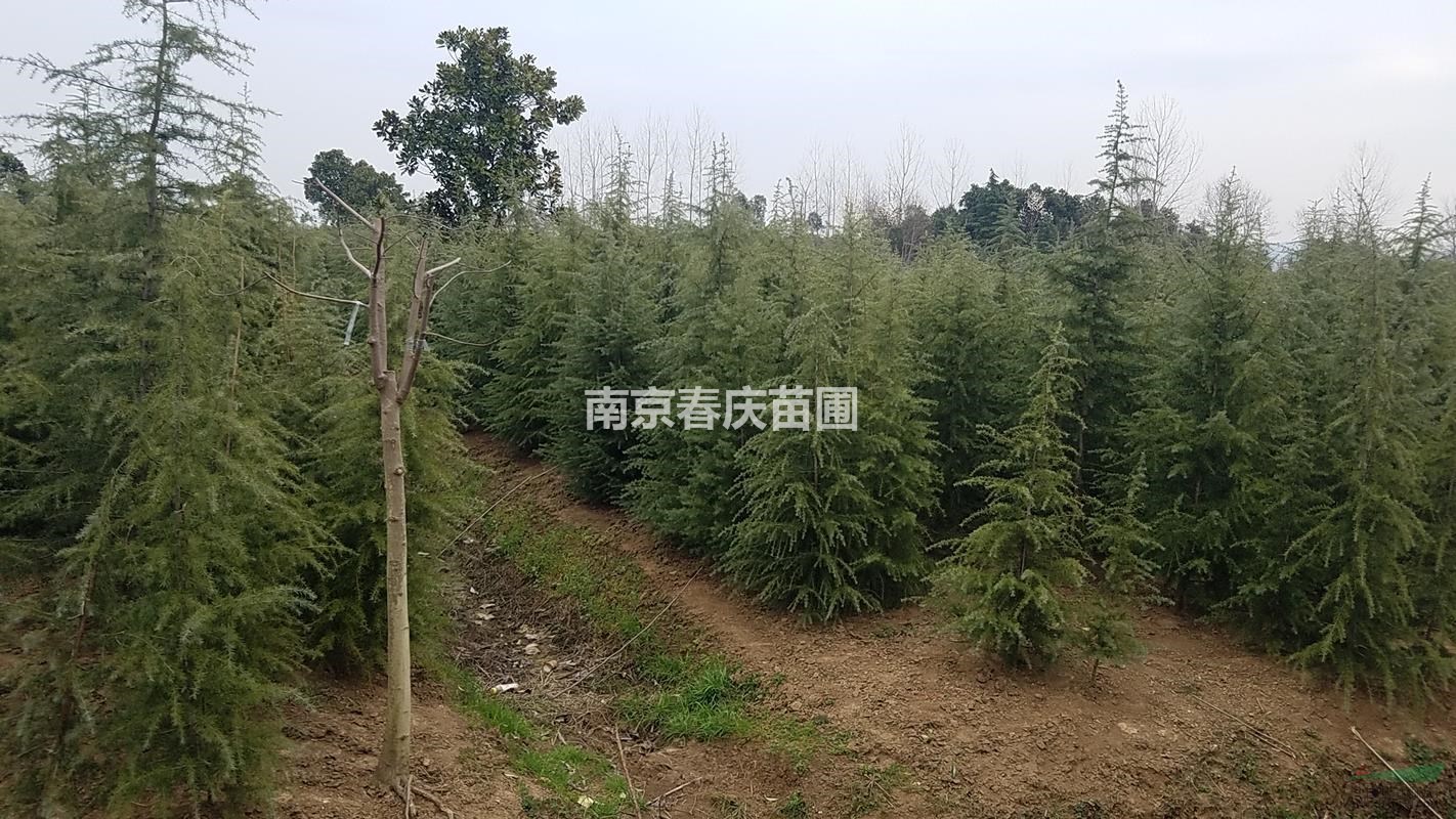 雪松小苗一米價(jià)格 3米雪松樹苗價(jià)格4米雪松價(jià)格 雪松價(jià)格信息