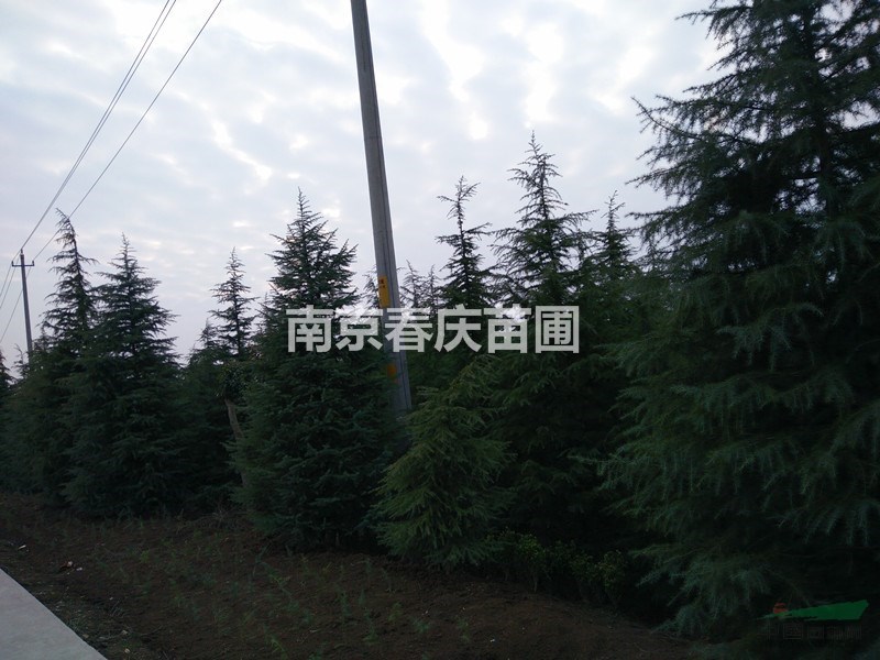 雪松小苗一米價(jià)格 3米雪松樹苗價(jià)格4米雪松價(jià)格 雪松價(jià)格信息