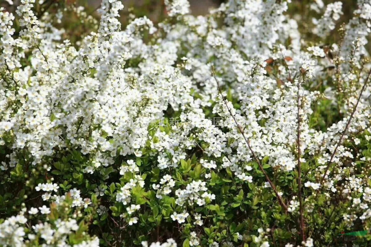 蕭山大桶噴雪花直銷