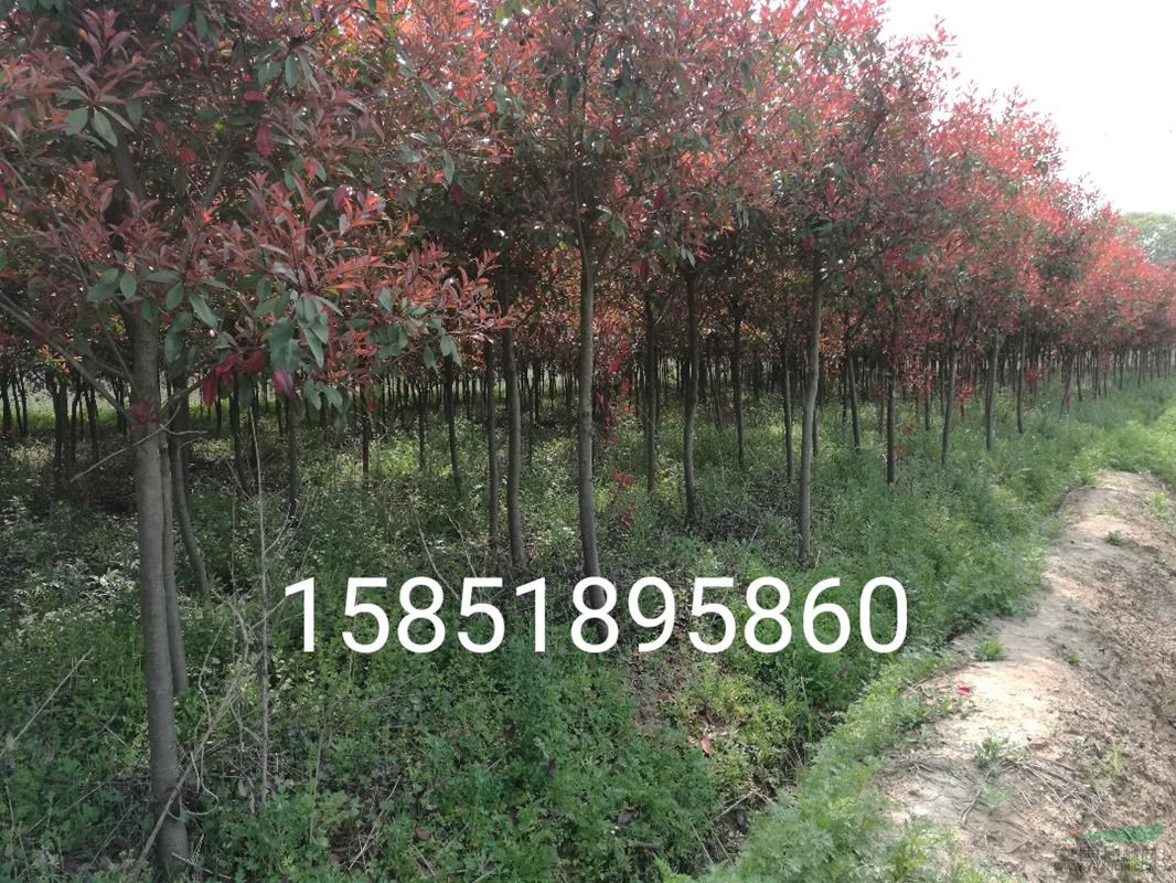 直徑5公分獨桿紅葉石楠價格
